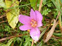 Colchique 01 (Photo F. Mrugala)
